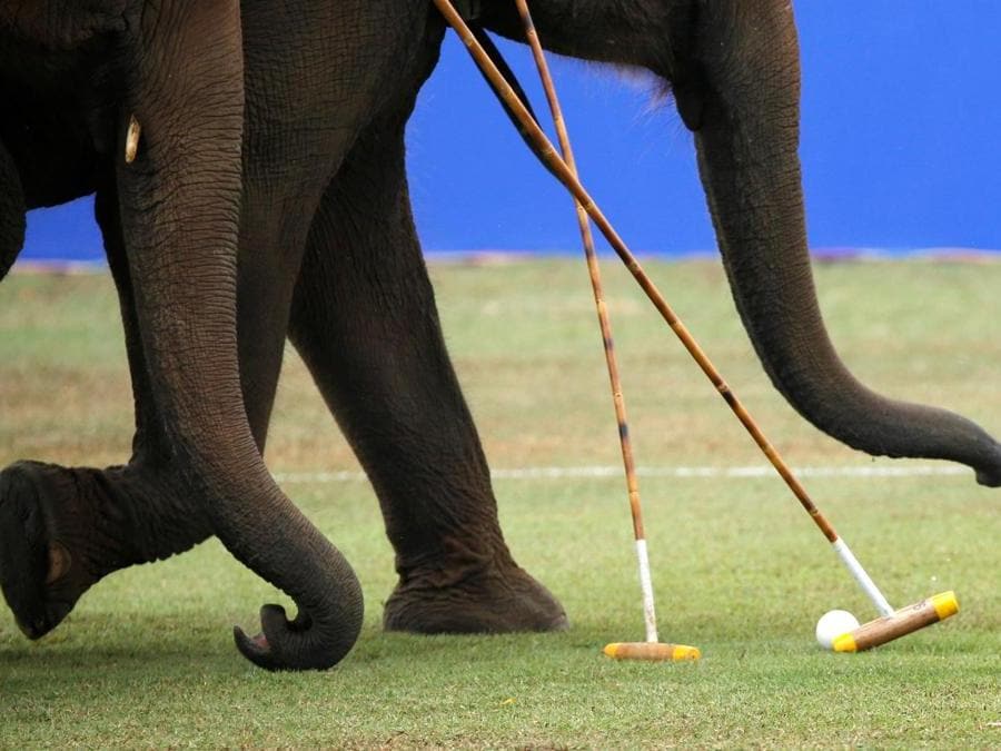 Elefanti durante la partita dell’annuale King's Cup Elephant Polo Tournament a  Bangkok. (REUTERS)