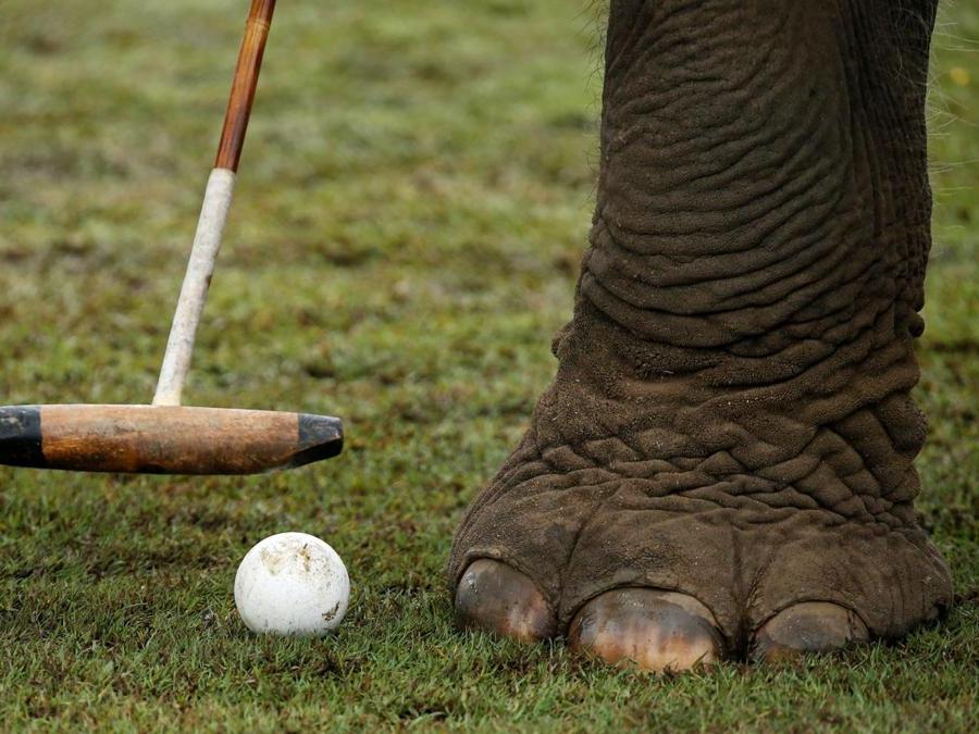 Elefante durante la partita dell’annuale King's Cup Elephant Polo Tournament a  Bangkok. (REUTERS)