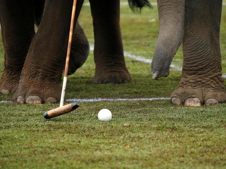 Elefanti durante la partita dell’annuale King's Cup Elephant Polo Tournament a  Bangkok. (REUTERS)