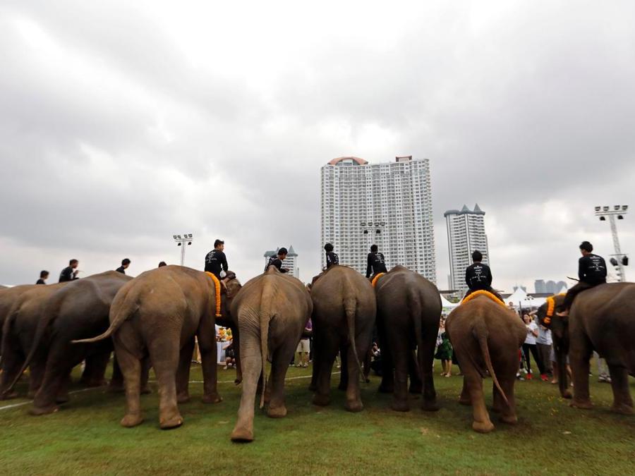 I partecipanti   a metà campo per i saluti all’annuale partita del King's Cup Elephant Polo Tournament a Bangkok. (REUTERS)