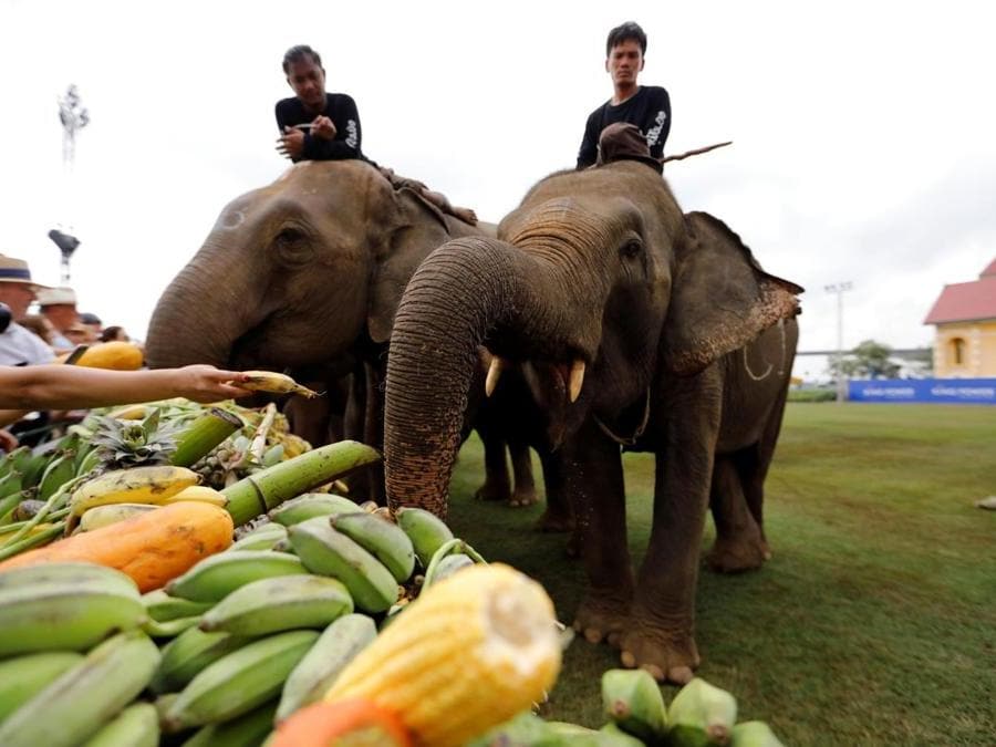 Il pubblico ristora i protagonisti del King's Cup Elephant Polo Tournament a Bangkok. (REUTERS)
