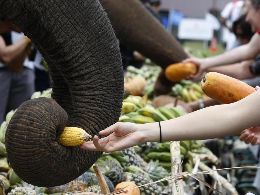Il pubblico ristora i protagonisti del King's Cup Elephant Polo Tournament a Bangkok. ( EPA)