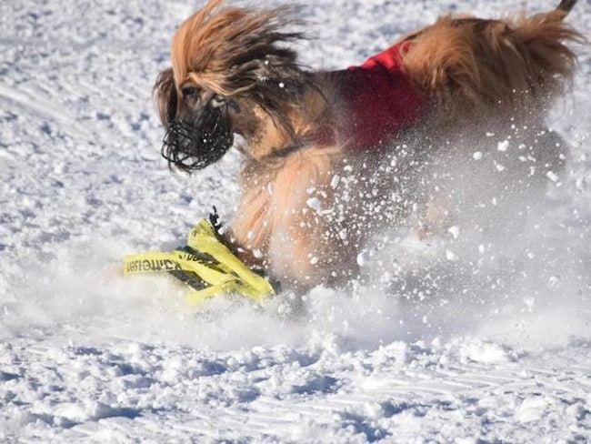 La classe dei levrieri nella corsa di Stubaital in Austria
