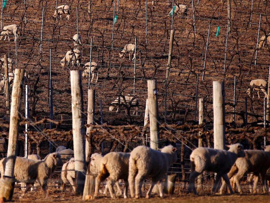New South Wales, Mudgee in Australia. REUTERS/David Gray TPX IMAGES OF THE DAY
