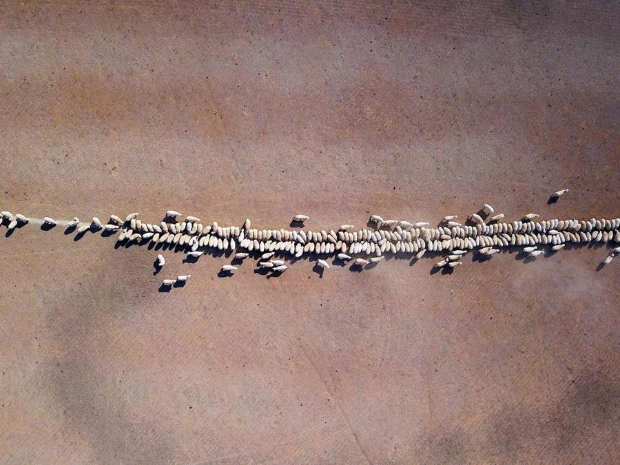 Periferia di Tamworth,  New South Wales, Australia. REUTERS/David Gray