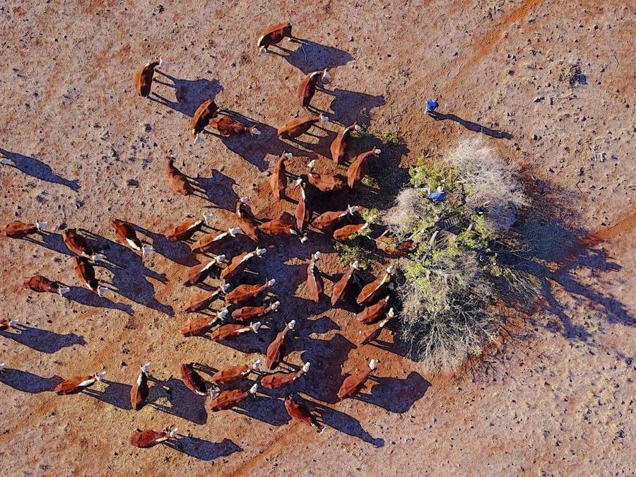Gunnedah, New South Wales, Australia. REUTERS/David Gray