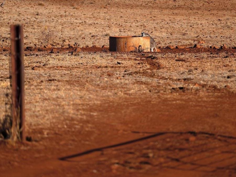 Un canguro beve da un pozzo d'acqua nei pressi della città di Gunnedah,New South Wales, in Australia. REUTERS/David Gray 