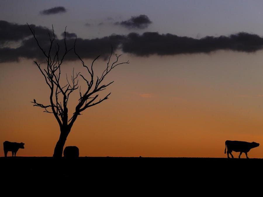 Tamworth,  New South Wales, in Australia. REUTERS/David Gray