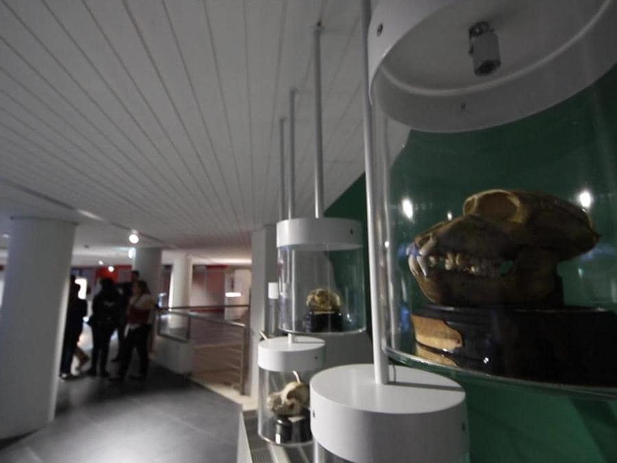 Inaugurazione del museo interattivo Corporea, Museo del Corpo Umano, a Città della Scienza, Napoli. (Ansa)