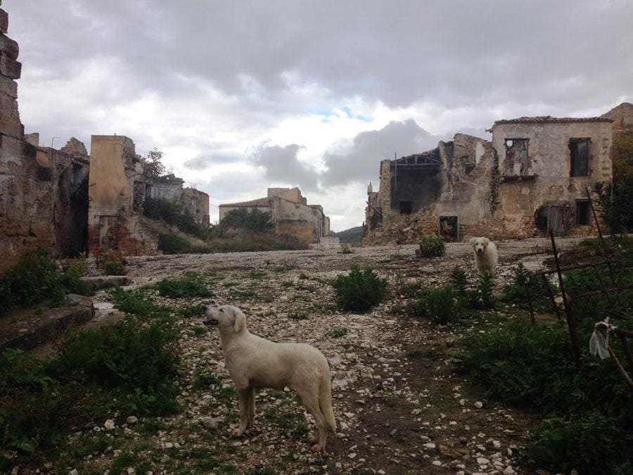 Una veduta dei ruderi di Poggioreale, un borgo del Belice dove vivevano circa quattromila persone, abbandonato da tutti dopo il terremoto del 1968.  ANSA / RUGGERO FARKAS