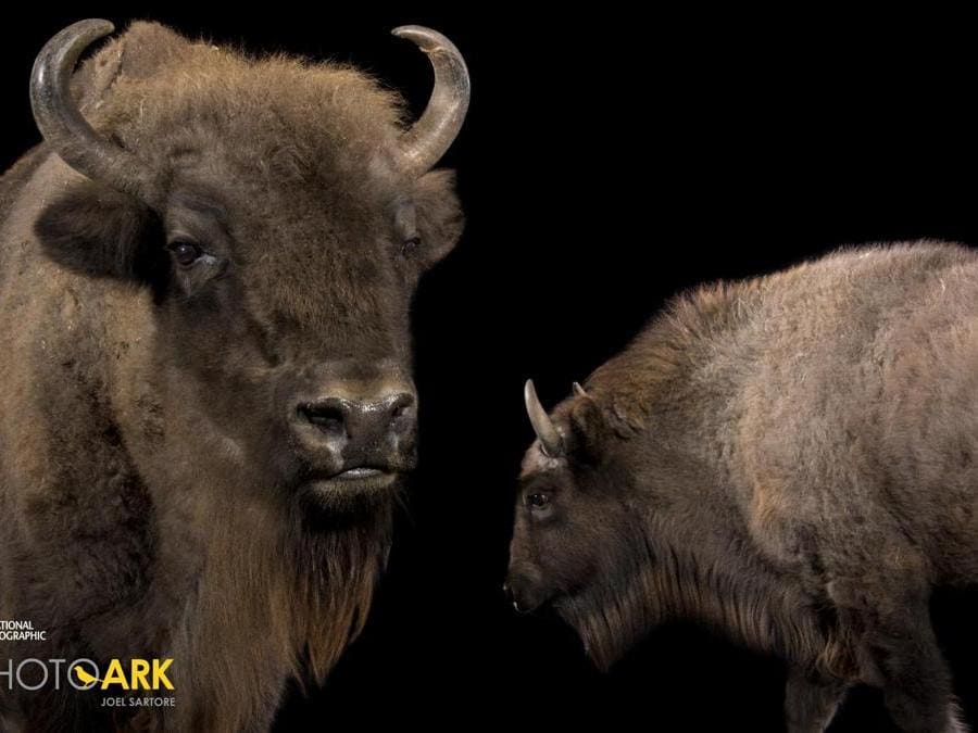 Atena e Julo, i due bisonti europei nati a Bussolengo che verranno reintrodotti in natura nell'estate del 2018. E' un progetto che va avanti da tempo, molti altri sono già stati riportati allo stato brado