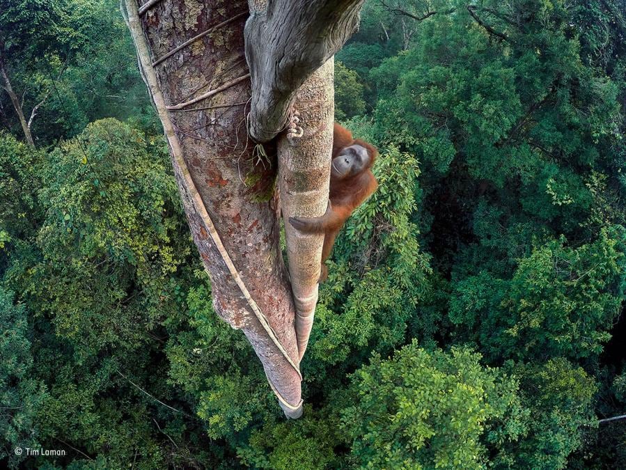Vite intrecciate Tim Laman, Usa Vincitore, Wildlife Photographer of the Year 2016 Un giovane maschio di orangotango del Borneo indonesiano si arrampica su un fico strangolatore del Gunung Palung National Park. Per avere uno scatto frontale del primate, Laman ha impiegato tre giorni a posizionare fotocamere GoPro, arrampicandosi lui stesso in cima all'albero