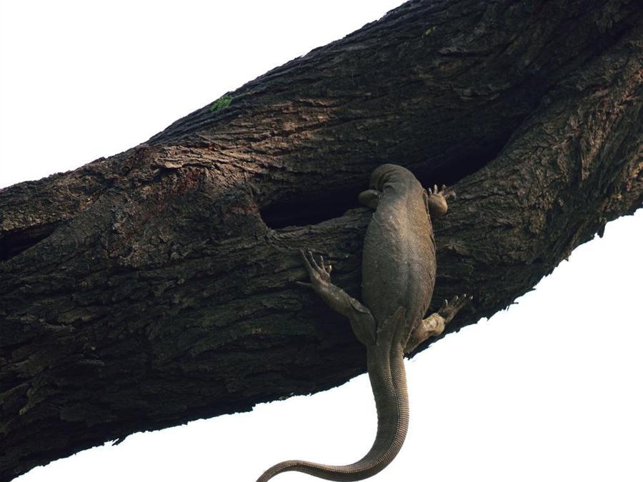 Tentativo di sfratto Ganesh H Shankar , India Vincitore, Categoria Uccelli Pappagallini rosati nel Keoladeo National Park in India tentano di scacciare un varano del Bengala che si è appropriato del loro nido all'interno di una cavità di un albero. Per due giorni Ganesh ha osservato “azioni di disturbo” che duravano al massimo due secondi, tra le quali il morso alla coda dello scatto vincitore. Alla fine hanno dovuto desistere.