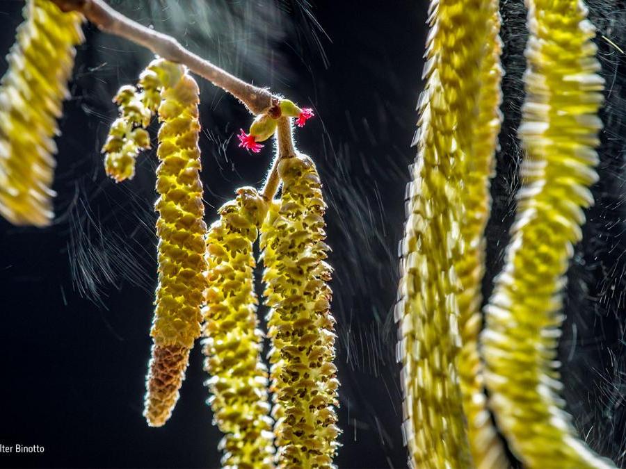 Composizione del vento Valter Binotto, Italia Vincitore categoria Piante e Funghi Ad ogni soffio del vento, vengono rilasciate cascate di pollini, illuminate dal sole invernale. L'albero di nocciole era vicino alla casa di Valter, nel nord Italia, e, per creare uno sfondo scuro, il fotografo si è posizionato in modo da avere i fiori in controluce. Il nocciolo presenta sullo stesso albero fiori maschi e femmine, in modo che il polline sia trasportato di ramo in ramo per la riproduzione.