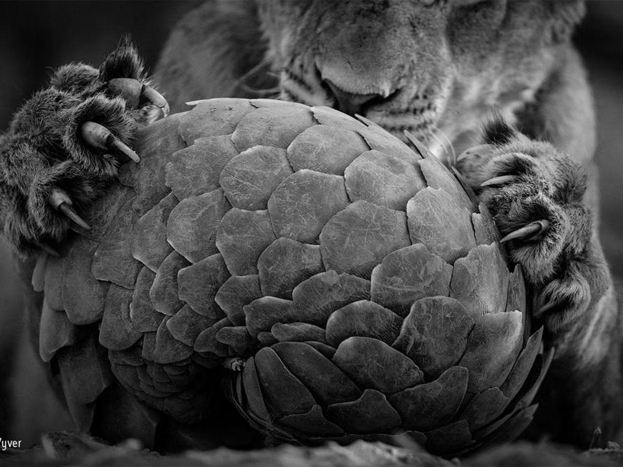 Il gioco del pangolino Lance van de Vyver, Nuova Zelanda/Sudafrica Finalista, categoria Bianco & Nero Un leone della riserva Tswalu Kalahari Private Game in Sudafrica ha stanato un pangolino di Temminck, mammifero notturno che si nutre di formiche e possiede un'armatura di scaglie composte di porzioni di pelo. Quando si sente minacciato si appallottola in una sfera quasi inespugnabile. I pangolini solitamente se la cavano dopo un incontro con grossi felini (ma non dall'uomo, il cui sfruttamento per la medicina tradizionale sta seriamente minacciando questa specie).