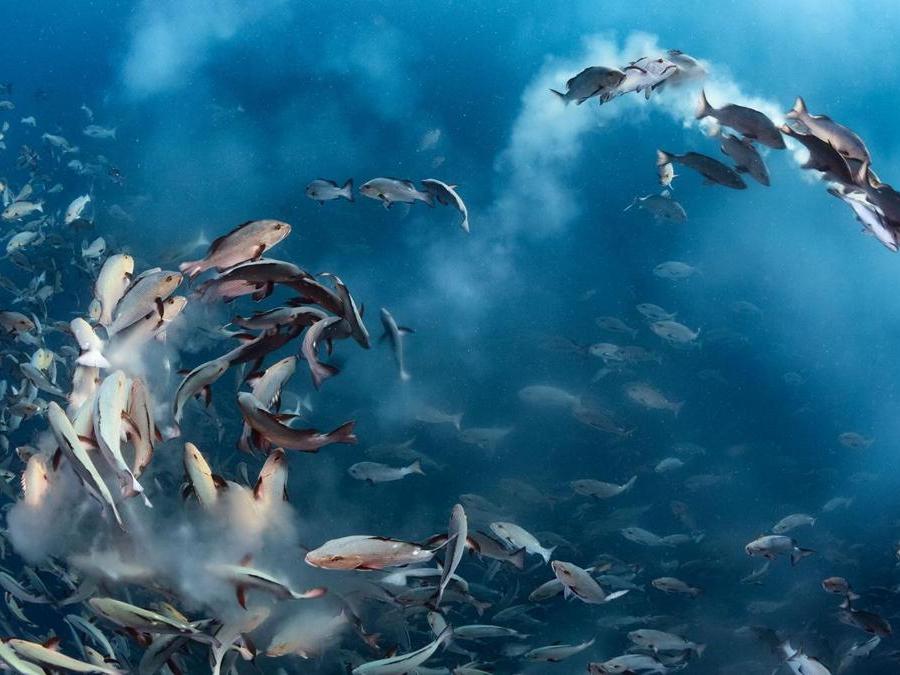 La festa dei dentici rossi Tony Wu, Usa Vincitore, categoria Sott'acqua Ogni mese, per alcuni giorni (durante la luna piena), migliaia di dentici rossi si uniscono per deporre le uova vicino alle Isole Palau, nell'Oceano Pacifico. Il movimento è intenso, quando i pesci riempiono l'acqua di sperma e uova e i predatori arrivano per approfittare di questa abbondanza. Nonostante la corrente molto forte Tony è riuscito a catturare l'evento.