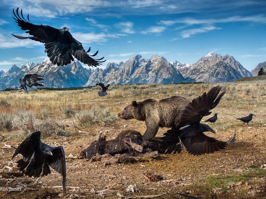 Impasse nel selvaggio west Charlie Hamilton James, Uk Finalista, categoria Mammiferi Un orso grizzly lotta contro dei corvi imperiali per aggiudicarsi una parte del banchetto. Accade nel Gran Teton National Park, parte dell'ecosistema del Greater Yellowstone negli Stati Uniti occidentali, dove i grizzly vagabondano. “E' estremamente pericoloso avvicinarsi a un orso al momento del suo pasto” commenta Charlie, che ha impiegato cinque mesi per ottenere lo scatto giusto.