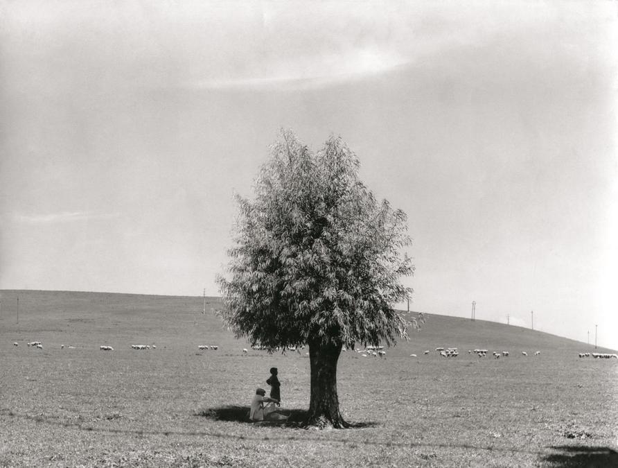 Fulvio Roiter L'uomo e l'albero, 1950 © Archivio Storico Circolo Fotografico La Gondola Venezia