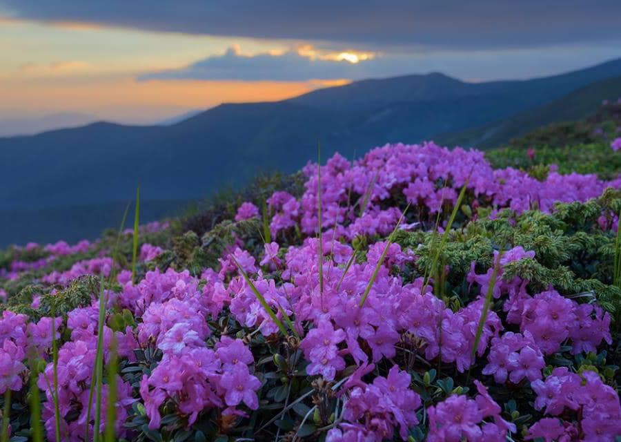 Ucraina, Tra I Narcisi In Fiore Nella Riserva Dei Carpazi Patrimonio ...