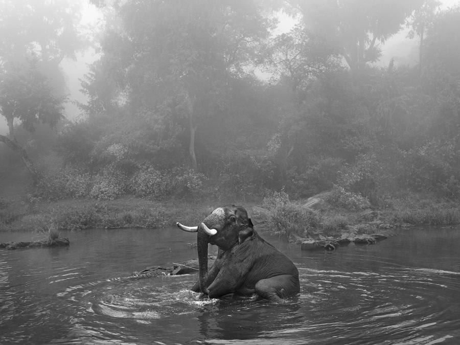 Sentil Kumaran Rajendran  «Jambu, a tamed wild elephant, has a bath at the river»