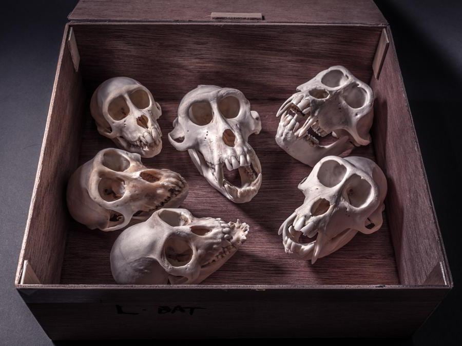 <b>Sterminare interi branchi Cercopiteco verde</b> Squadra CITES della Polizia di Frontiera, Dogana dell’aeroporto di Heathrow, Londra, Regno Unito “Il primo pensiero è stato che fosse una famiglia di cercopitechi verdi. Molto probabilmente, come minimo, un branco, tutti uccisi nello stesso momento. Ho appreso dall’agente doganale che alcuni credono che i teschi di scimmia proteggano dagli spiriti maligni. Ma forse i cacciatori vogliono mostrare di che cosa sono capaci esponendo più teste ottenute in una sola battuta? Secondo me, questo non dimostra alcuna particolare abilità o coraggio, poiché la maggior parte delle scimmie è piuttosto mansueta e abituata alla presenza umana. Vivono in società complesse e si presentano in gruppi, il che le rende un bersaglio facile. Può darsi che i cacciatori abbiano distribuito la carne tra i locali (probabilmente per ottenere il loro consenso) e tenuto per sé solo i teschi.” - Britta Jaschinski 