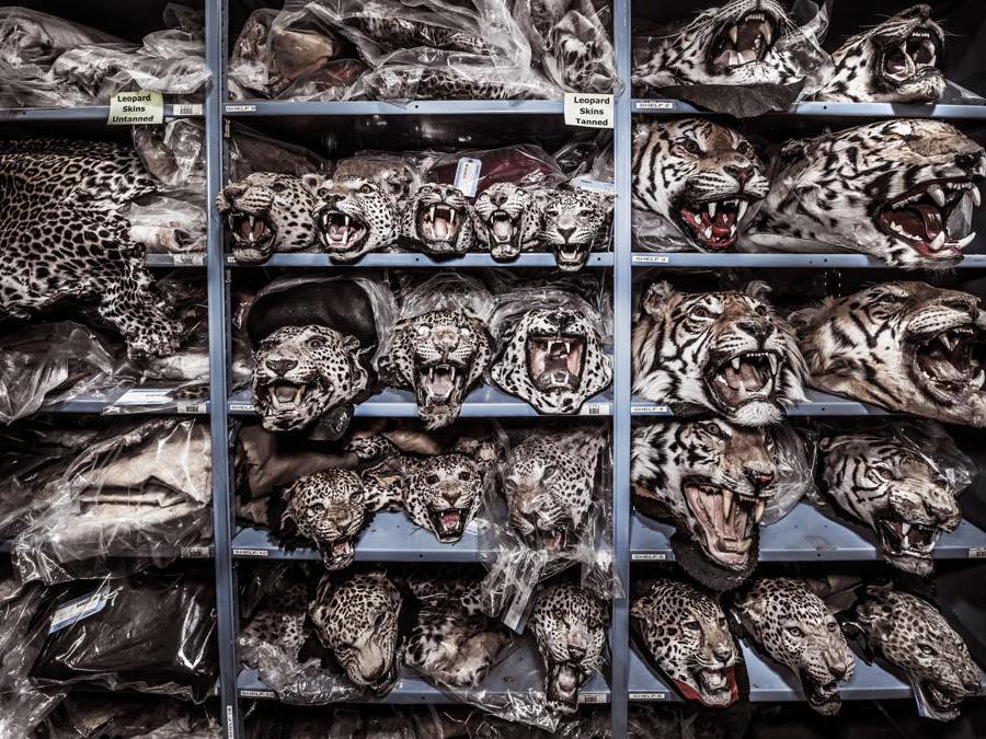 <b>Felinoteca Tigre, leopardo, giaguaro</b> The National Wildlife Property Repository, U.S. Fish and Wildlife Service, Denver, Colorado, Stati Uniti d’America “Migliaia di grandi felini, spesso provenienti da specie minacciate, vengono uccisi con fucili, archi e altre armi da cacciatori che pagano ingenti somme di denaro per avere questo ‘privilegio’. Più raro e impressionante è l’animale, più sono disposti a pagare. La caccia ai trofei può influenzare negativamente la sopravvivenza delle specie e minare gli sforzi di conservazione, poiché i cacciatori prendono spesso di mira specie rare e minacciate o animali con imponenti caratteristiche fisiche, rimuovendo individui essenziali per la riproduzione e per la stabilità dei gruppi sociali.” – Britta Jaschinski.  Negli ultimi 10 anni, l’Italia ha importato legalmente 55 trofei di leopardo; l’Ue ne ha importati 1.440. L’Italia è responsabile di 1 dei 2 trofei di giaguaro importati nell’Ue durante questo periodo e di 1 dei 25 trofei di tigre. 