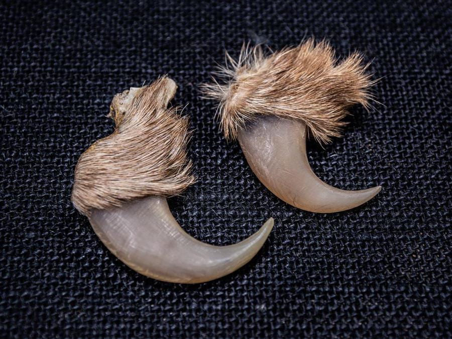 <b>Artigli non gioielli Leone</b> The National Wildlife Property Repository, U.S. Fish and Wildlife Service, Denver Colorado, Stati Uniti d’America “Mi è stato detto che il leone rappresenta potere, coraggio e valore. Un numero crescente di leoni selvatici in Africa è massacrato per i denti, gli artigli e le zampe. Forse le persone isolano una piccola parte di una specie potente, come se fosse l’essenza dell’animale, nel tentativo di acquisirne gli attributi? Più di 11.500 oggetti provenienti da leoni africani sono stati esportati in tutto il mondo tra il 2011 e il 2020, secondo la CITES. Se non riusciamo a proteggere le specie più iconiche, quale speranza c’è per le altre?” - Britta Jaschinski Negli ultimi 10 anni, l’Italia ha importato legalmente 59 trofei di leone; l’Ue ne ha importati 1.906 dei 5.956 esportati globalmente. 