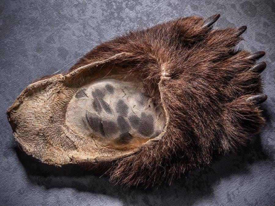 <b>I molti usi dell’orso Orso bruno</b> The National Wildlife Property Repository, U.S. Fish and Wildlife Service, Denver Colorado, Stati Uniti d’America “Continuavo a chiedermi: ‘Chi mai farebbe una cosa del genere? Chi vorrebbe davvero girare in ciabatte confezionate da vere zampe d’orso?’ È uno scherzo? Si suppone che faccia ridere? Spesso, durante questi servizi fotografici, è estremamente deprimente interiorizzare tutto ciò. Da quello che so, in passato gli orsi venivano venerati in molte parti del mondo ma oggi quella ‘venerazione’ si è trasformata in caccia al trofeo e nella ricerca di parti del corpo di orso per realizzare vestiti, pantofole e ninnoli. I cacciatori di trofei pensano davvero di acquisire la forza e la nobiltà dell’orso? Un cacciatore una volta mi disse che uccidere un animale selvatico lo faceva sentire potente.” – Britta Jaschinski Negli ultimi 10 anni, l’Italia ha importato legalmente 18 trofei di orso bruno. L’Ue ha importato 1.885 dei 4.381 trofei di orso bruno esportati a livello globale. 