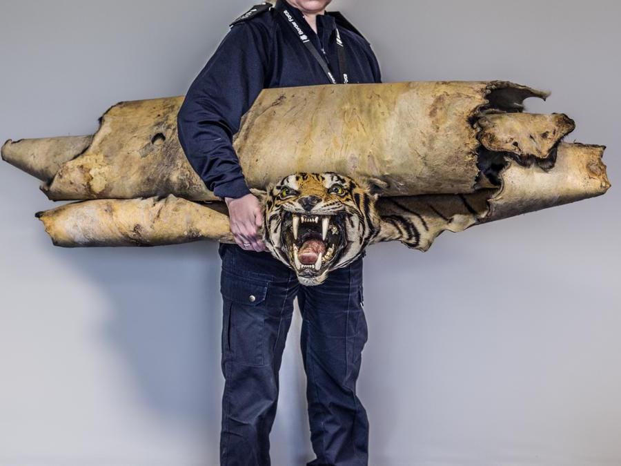 <b>Operazione tigre Tigre</b> Squadra CITES della Polizia di Frontiera, Dogana dell’aeroporto di Heathrow, Londra, Regno Unito “È impressionante vedere come gli agenti lavorino instancabilmente per ottenere informazioni sugli articoli trasportati dai cacciatori di trofei. Gli agenti doganali CITES sono considerati leader mondiali nel loro campo, e in questo caso hanno confiscato una pelle di tigre. Centinaia di grandi felini, comprese specie minacciate o in pericolo, sono uccisi dai cacciatori di trofei ogni anno. I cacciatori di trofei preferiscono uccidere gli animali più grandi e più forti, il cui prelievo causa una diminuzione della popolazione di tigri. Lo stesso vale per leoni e leopardi, tra le altre specie.” - Britta Jaschinski Negli ultimi 10 anni, l’Italia ha importato legalmente 1 dei 4 trofei di caccia di tigre importati nell’Ue. A livello globale, sono stati esportati 25 trofei di tigre durante questo periodo. 