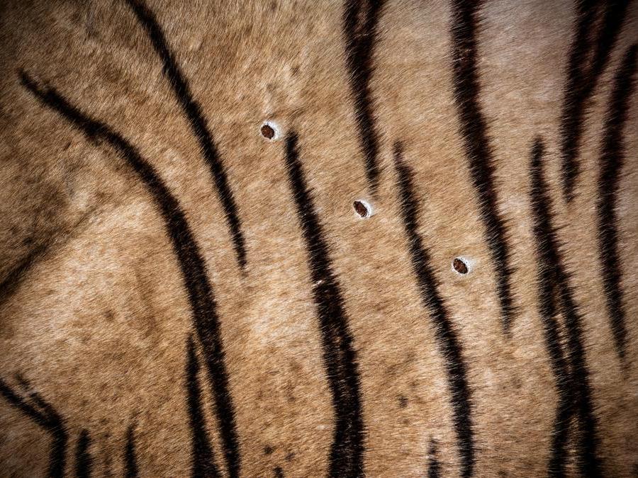<b>Tre proiettili Tigre del Bengala</b> The National Wildlife Property Repository, U.S. Fish and Wildlife Service, Denver, Colorado, Stati Uniti d’America “Ho scoperto che la precisione dei tre proiettili che hanno lasciato questi segni indica che questa tigre probabilmente è stata mantenuta in cattività o addirittura allevata per essere uccisa. Il XX secolo ha visto l’ascesa di un nuovo ‘sport’: la cosiddetta ‘caccia in scatola’ (canned hunting). Le tigri, e più spesso i leoni, possono essere abbattuti in gabbie o all’interno di spazi recintati o colpiti dall’alto di pedane, utilizzate solitamente per gettare loro del cibo. Alcuni animali sono mansueti e hanno poca paura degli esseri umani, mentre altri possono addirittura essere legati a un palo o drogati prima di essere abbattuti. La caratteristica distintiva di una caccia in scatola è che le probabilità di prevalere sull’animale sono state manipolate artificialmente. La caccia in scatola, il commercio di ossa, oltre alle strutture che offrono esperienze turistiche di interazione con i cuccioli di tigre, sono tutti strettamente collegati.” - Britta Jaschinski 