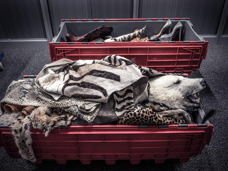 <b>Cacciati fino all’estinzione Zebra, orso polare e altri animali</b> Squadra CITES della Polizia di Frontiera, Dogana dell’aeroporto Heathrow, Londra, Regno Unito  “I magazzini e depositi dei valichi di frontiera traboccano di casse e scatole piene di oggetti sequestrati ai cacciatori di trofei, che magari hanno cacciato senza licenza o hanno abbattuto illegalmente animali protetti. Sono stati infatti scoperti casi di caccia a specie in pericolo critico di estinzione e persino ad animali estinti in natura, allevati in strutture apposite solo per essere poi destinati alla caccia al trofeo. Un report globale* ha lanciato l’allarme: un milione di specie animali rischia l’estinzione. Secondo la CITES, tra il 2013 e il 2022, sono stati esportati in tutto il mondo oltre 145.596 trofei provenienti da specie protette.” - Britta Jaschinski Negli ultimi 10 anni, l’Italia ha importato legalmente 492 trofei di caccia provenienti da mammiferi elencati nella CITES. Nello stesso periodo, l’UE ha importato 27.406 dei 145.596 trofei di caccia esportati a livello globale.  