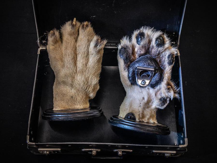 <b>Apribottiglie ruggente Leone</b> Squadra CITES della Polizia di Frontiera, Dogana dell’aeroporto Heathrow, Londra, Regno Unito “Proprio quando pensavo di aver visto tutto. Zampe di leone trasformate in apribottiglie? Sono questi i momenti in cui mi vergogno di appartenere al genere umano. I funzionari hanno spiegato di aver confiscato le zampe insieme alla testa di un grande leone maschio montata su legno. La caccia ai trofei, la caccia in scatola, il commercio di ossa, oltre alle strutture che offrono esperienze turistiche per ‘accarezzare cuccioli di leone’ e ‘passeggiate con i leoni’ sono tutti strettamente collegate. I leoni sono rivenduti da una struttura all’altra, fino a quando le loro ossa non vengono commercializzate nell’l’Estremo Oriente.” - Britta Jaschinski Negli ultimi 10 anni, l’Italia ha importato legalmente 59 trofei di leone; l’Ue ne ha importati 1.906 dei 5.956 esportati globalmente. 