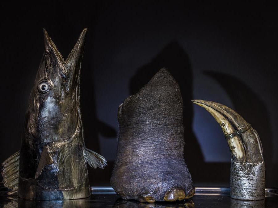 <b>L’insaziabilità dell’essere umano Barracuda, Elefante asiatico, Bucerotide</b> Istituto Leibniz per l’Analisi del Cambiamento della Biodiversità (LIB), Amburgo, Germania “Che si tratti del mare, della terra o dell’aria, per molte specie non c’è scampo. Ogni anno, ne vengono prese di mira e commercializzate sempre di più a livello globale. Nessun paese è immune da queste attività che impattano negativamente sulla biodiversità, sulla salute umana, sulla sicurezza nazionale e sullo sviluppo socioeconomico, mentre portano profitti alle operazioni illegali di gruppi criminali o rendono più vari i macabri hobby legali di pochi. Il saccheggio su scala industriale delle risorse del pianeta è insostenibile e sta già influenzando anche l’umanità.” - Britta Jaschinski 