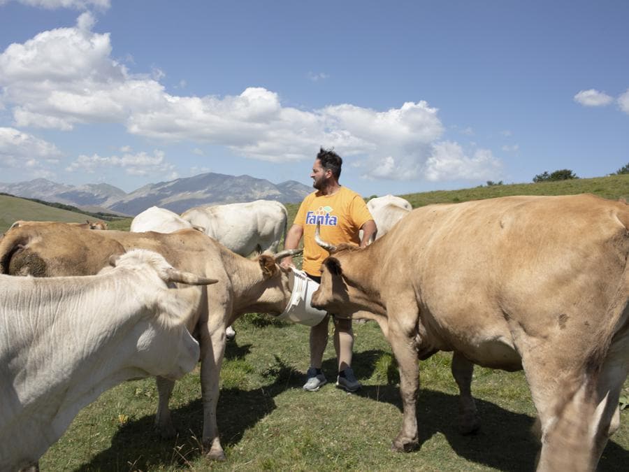Pantano di Accumoli, luglio 2020. Giuliano Coltellese in mezzo alle sue vacche, che nei mesi estivi vivono in quota allo stato brado all’interno di questo Sito di Importanza Comunitaria (SIC) ai confini tra Marche, Lazio e Umbria (Fonte: Terraproject)