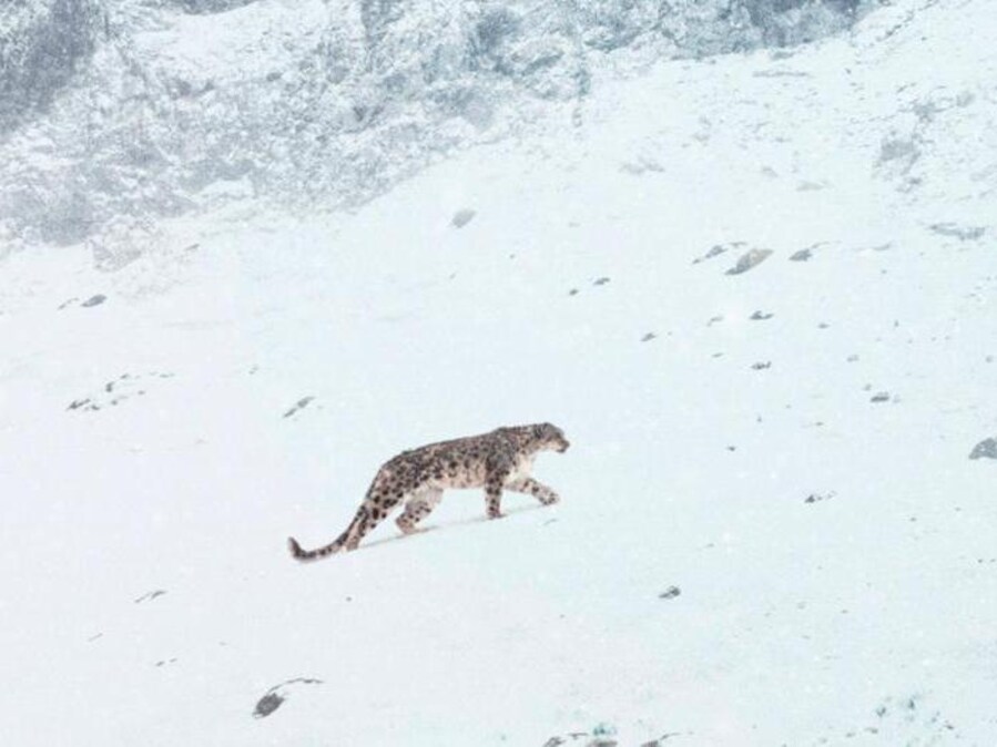 Non solo La società della neve, ecco gli altri film che hanno