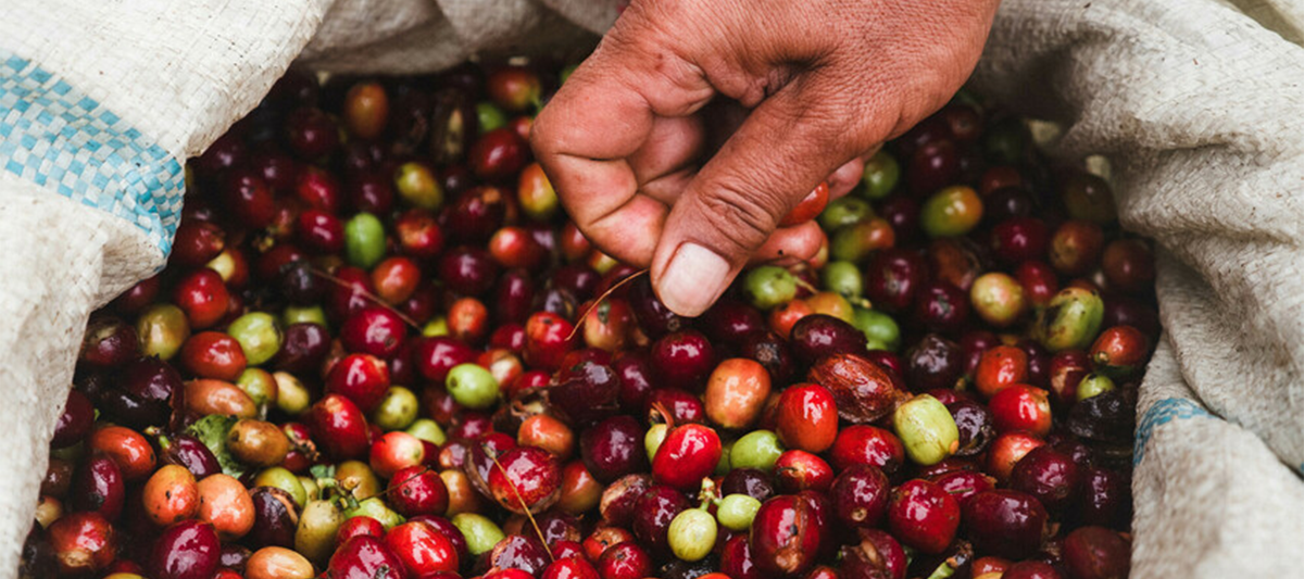 Sostenibilità fa rima con successo: l'esempio di Alce Nero e Fairtrade