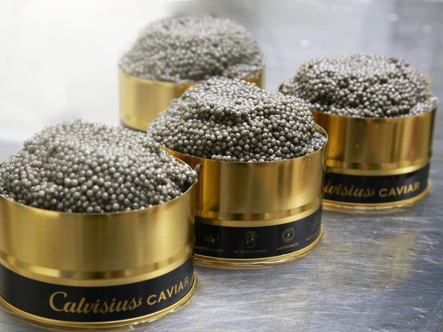 Confezionamento di Calvisius Caviar