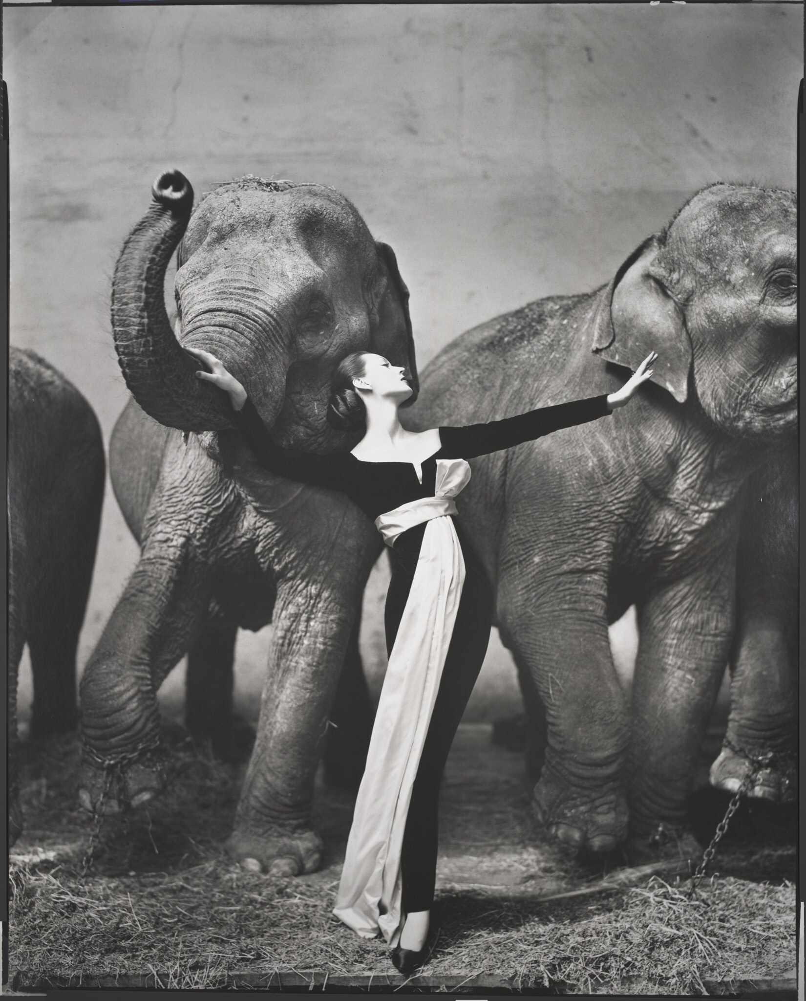 Richard Avedon, Dovima with elephants, evening dress by Dior, Cirque d’Hiver, Paris, August 1955. 