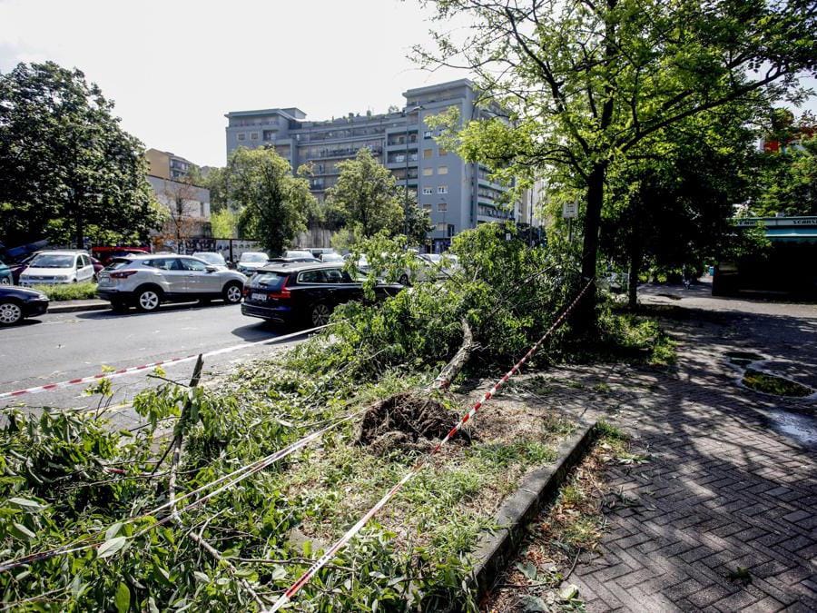 Caos maltempo, albero caduto in piazzale Accursio a Milano (Ansa/Mourad Balti Touati)