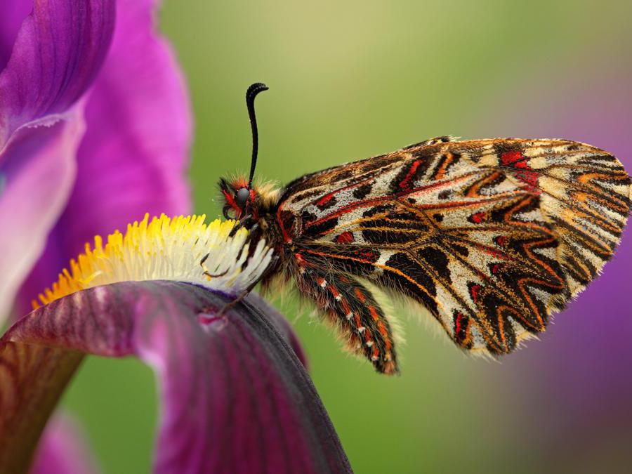 La Zerynthia polyxena, farfalla rara “salvata” dalla Tav Il Sole 24 ORE