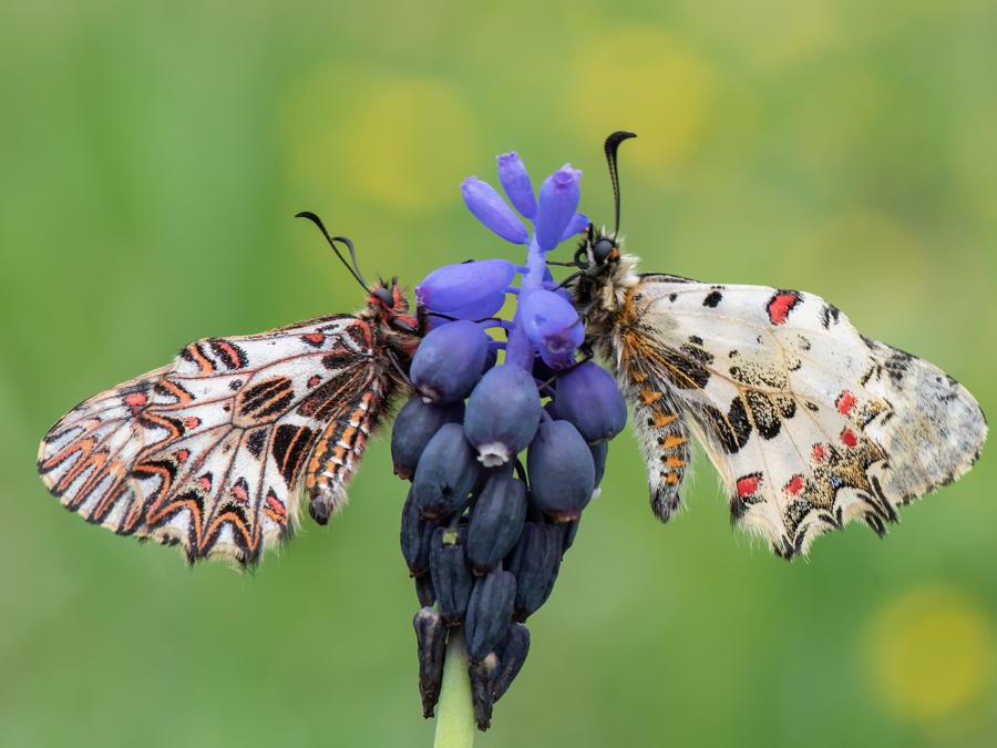 La Zerynthia polyxena, farfalla rara “salvata” dalla Tav Il Sole 24 ORE