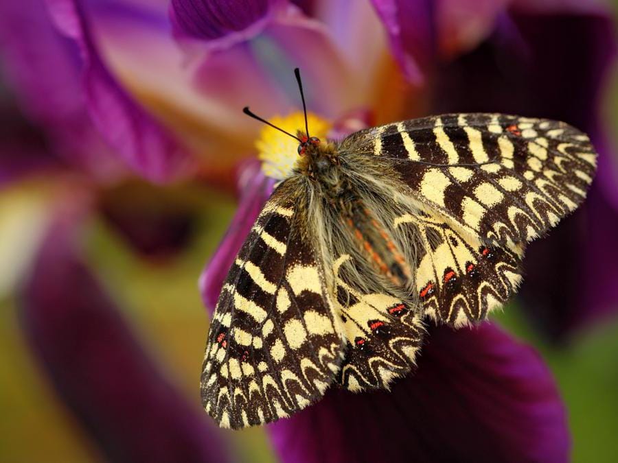 La Zerynthia polyxena, farfalla rara “salvata” dalla Tav Il Sole 24 ORE