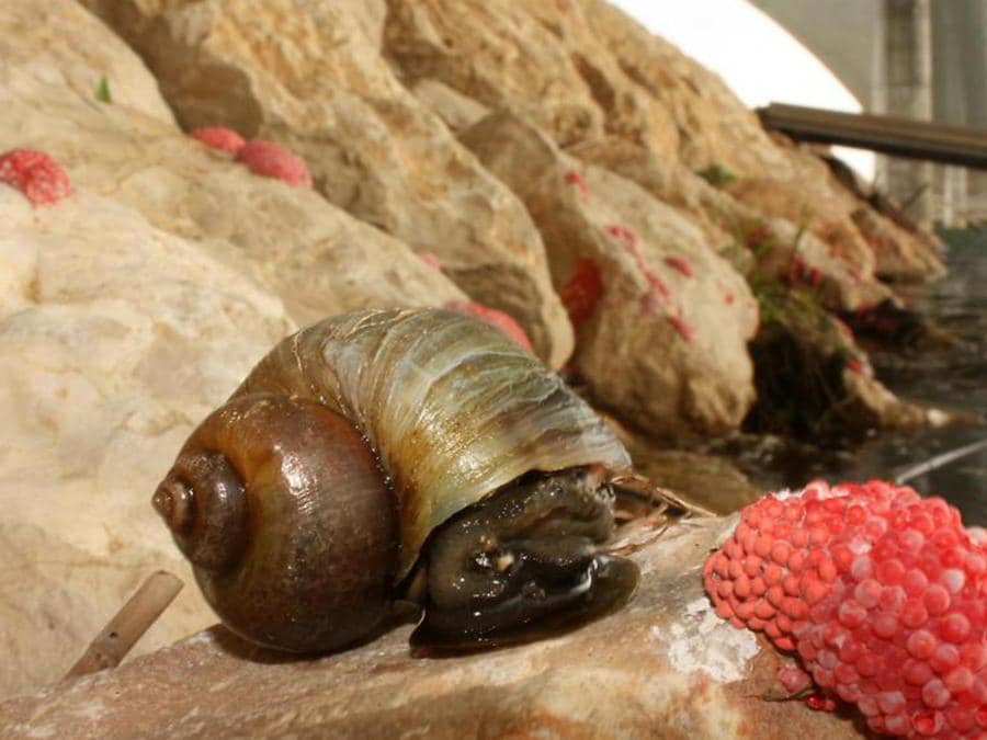 (https://gd.eppo.int)                         