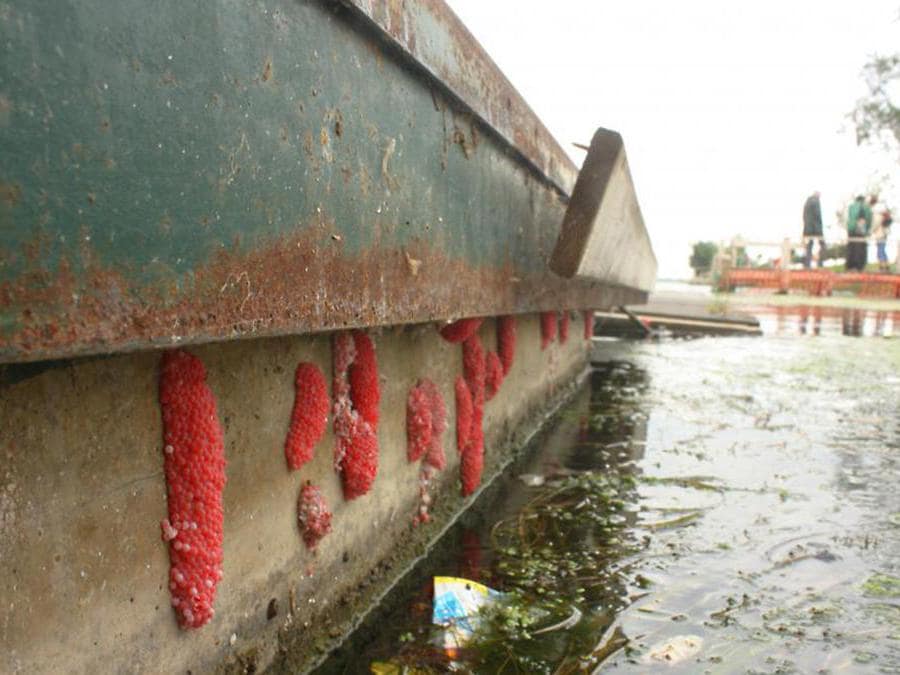 (https://gd.eppo.int)                         