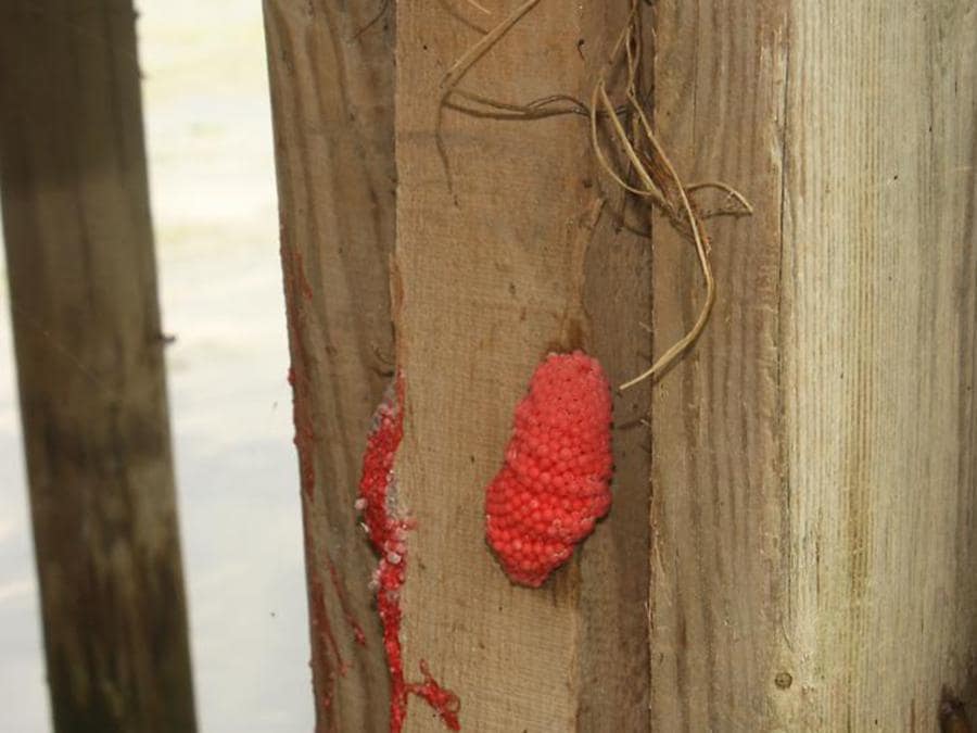 (https://gd.eppo.int)                         