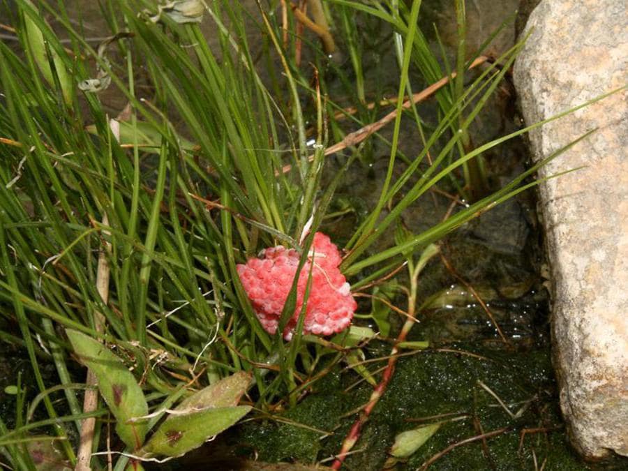 (https://gd.eppo.int)                         