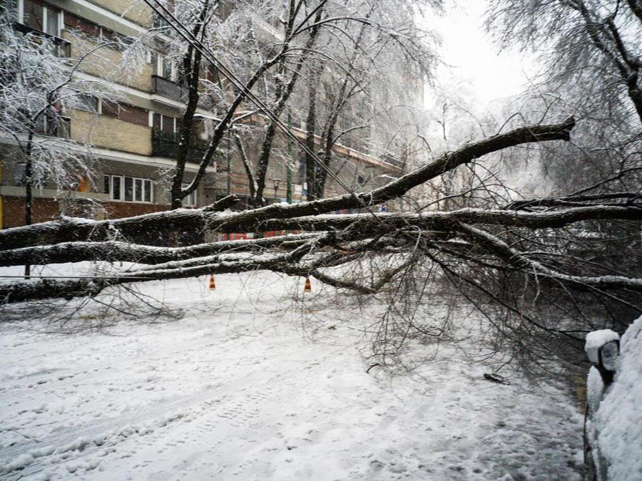 Gli alberi caduti lungo via Raffaello Sanzio hanno tranciato i cavi del tram a Milano, 28 dicembre 2020. ANSA/FOTOGRAMMA/Stefano De Grandis