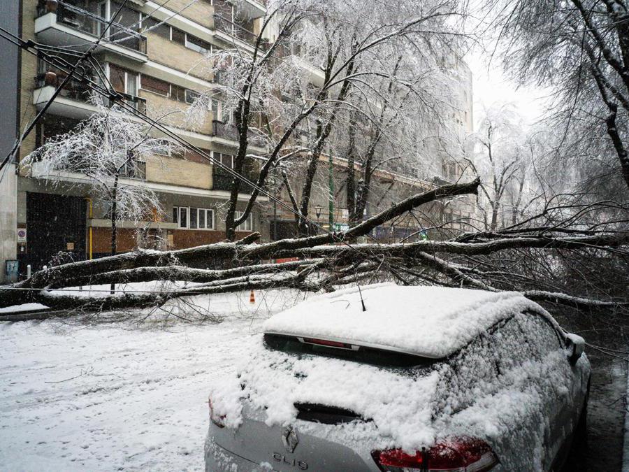 Gli alberi caduti lungo via Raffaello Sanzio hanno tranciato i cavi del tram a Milano, 28 dicembre 2020. ANSA/FOTOGRAMMA/Stefano De Grandis