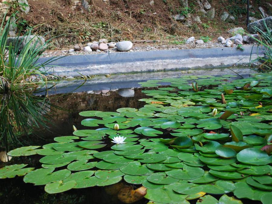 Le ninfee acquatiche e Villa Bella