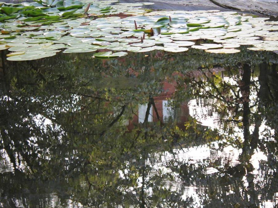 Le ninfee acquatiche e Villa Bella